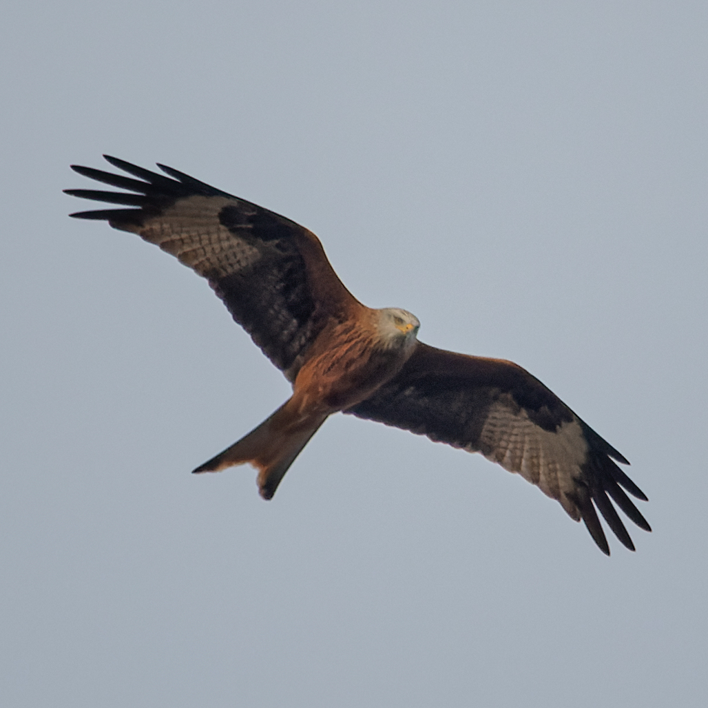 Photo of Red Kite